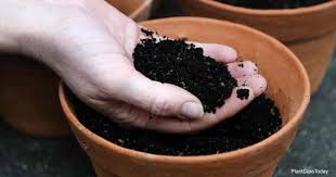 Check spelling or type a new query. How To Sterilize Potting Soil Tips On Sterilizing Soil