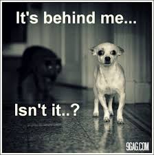 Funny Dog Faces Funny Dog Pictures Funny Dogs Animal Jokes