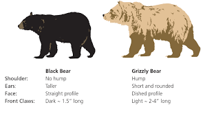 Black Bear Weight Chart Bear Height Chart Bear Size Compared