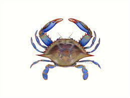 Blue Crab Callinectus Sapidus By Tamara Clark Blue Crab Blue Crabs Art Crab Painting