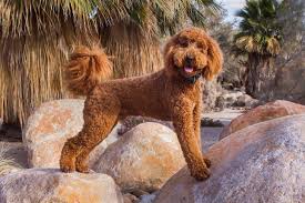 Image result for labradoodle