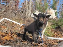 Lactating goats can eat cabbage so as to improve on milk production. What Do Goats Eat Insteading