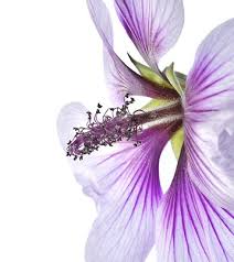 Pin On Photographic Art