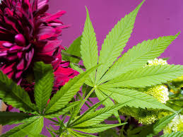 Además, en el lapso de un años, la suprema corte de justicia de la nación ha emitido fallos a favor de la regulación de la cannibis, mismos que han sido pasos para avanzar hacia la legalización. Legalizacion De La Marihuana En Mexico Un Viaje Hacia El Oasis Verde