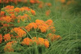 Pin On Garden Landscaping