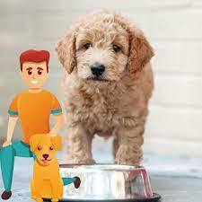 Naturally, since 2012, the delaware valley golden retriever rescue has been also rescuing goldendoodles since they are a mix of poodle and golden retriever. Best Goldendoodle Rescues Oodle Life
