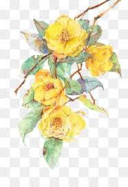 Yellow Flowers Png Yellow Flowers Transparent Background Watercolor Flower Vector Flower Png Images White Flower Png
