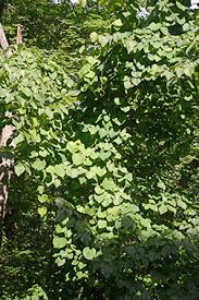 Image result for Aristolochia triactina