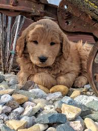 Check spelling or type a new query. Hoosier Canines Bernedoodle And Goldendoodle Puppies In Indiana