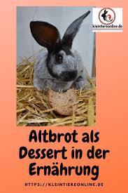 Nur Brot Ohne Schimmel Verfuttern Kaninchen Ernahrung Kleine Tiere Kaninchen