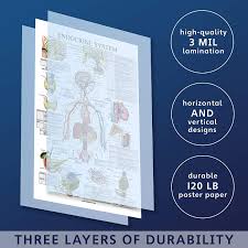 Endocrine System Anatomical Chart Laminated Palace Learning