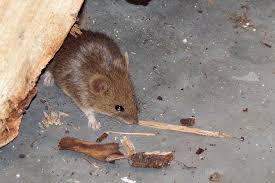 Rodents like rats and mice bring several problems into your home like gnawing through walls and furniture, carrying diseases, and going through your food. Top 5 Benefits Of Hiring An Exterminator To Get Rid Of Your Mouse Problem