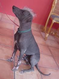 This group is set up to showcase xolos only, in all their various forms. Xolos Mexican Hairless Dog Xoloitzcuintle Zoom S Edible Plants
