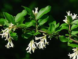 Image result for Ligustrum obtusifolium