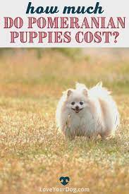 Pomeranian Prices How Much Do Pomeranian Puppies Cost Video Video In 2021 Pomeranian Puppy Puppies Pomeranian