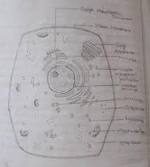 Name _____ date _____ ©teachnology, inc., 2003 8 the animal cell. 1 Draw A Neat Labelled Diagram Of Animal Cell And List The Function Of Each Organalle Brainly In