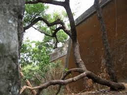 Sewri Fort, Mumbai | playing with memories