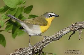 Birds Of West Texas Photos Yellow Breasted Chat Aves Animales