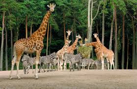 In dierentuin burgers' zoo maakt de bezoeker een reis om de wereld. Koniglicher Burgers Zoo