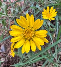 Image result for Sesamum calycinum