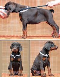 Is a 501(c)(3) doberman pinscher rescue incorporated in the state of pennsyivania. Doberman Puppies For Sale European Doberman Puppies Breeder In Usa Doberman Studs We Ship Doberman Doberman Puppy Doberman Pinscher Doberman Pinscher Dog