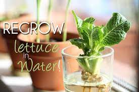 Does romaine lettuce need full sun? Redfly Creations Regrow Lettuce In Water Regrow Lettuce Regrow Romaine Lettuce Lettuce