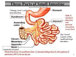 Three Of The Small Intestine Sections Intestines Anatomy Digestive System Anatomy Digestion