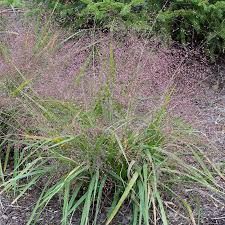 Image result for Eragrostis rogersii