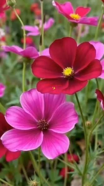 The cosmos flower is a symbol of balance and simplicity. Named after the  Greek word kosmos meaning harmony, it thrives in sunny places with poor  soil, proving beauty can grow without much care. With ...