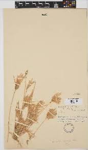 Image result for Eragrostis patens