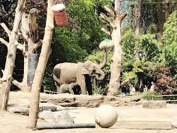Je leert hoe de dieren in het wild leven en komt alles te weten over. Dierenpark Amersfoort Een Geweldig Uitje Voor Kinderen