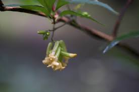 Image result for Dumasia