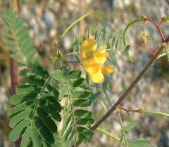 Image result for Sesbania sericea