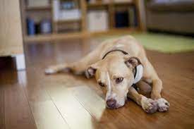 Do Dogs Get Depression How To Help Your Sad Dog