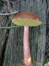Image result for Boletus projectelloides