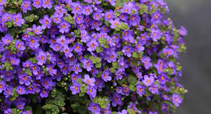 We did not find results for: Beautiful Blooms For Your Garden