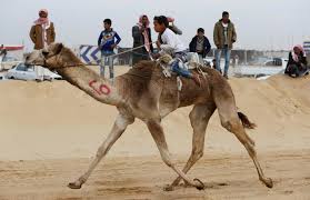 In abu dhabi during the winter months camel racing begins and is a very popular attraction for the locals throughout the uae. Egypt Camel Racers Hope Desert Sport Will Spread To Fresh Pastures Arab News