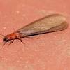The average cost for preventive pest control in kingman is $314, which is $14 more expensive than the national average. Https Encrypted Tbn0 Gstatic Com Images Q Tbn And9gcszrna6jzhvlilihnhjqdrfjqqsfudele25rmcrhub Khmriln Usqp Cau