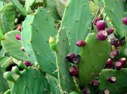 Los cactus son plantas que conquistan corazones con una gran facilidad; 7 Tipos De Cactus Mexicanos Para Conocer Ondacactus Com