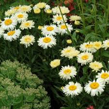This lovely bouquet perfect blends a variety of flowers, and the succulents provide a neutral touch to keep the bouquet from being too in your face Leucanthemum Bridal Bouquet Terra Nova Nurseries Inc