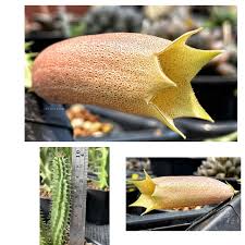 Image result for Tavaresia