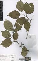 Image result for Psydrax parviflora
