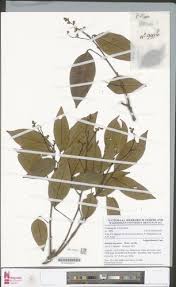 Image result for Dialium angolense