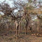 Image result for Strychnos pungens