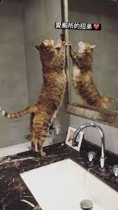 pin by anny ling on 黃阿瑪的後宮生活in 2021 animals cats