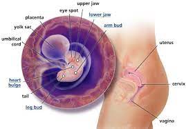 Pictures of spotting during pregnancy 6 weeks. Bleeding During Pregnancy After 6 Weeks First Trimester