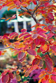 Maybe you would like to learn more about one of these? Serviceberry Better Homes Gardens
