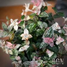 Image result for Trachelospermum