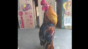 Kawin Silang Ayam Dan Bebek Tak Dijual Meski Ditawar Rp 50 Juta Tribun Lampung