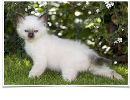 Birman Kittens For Sale Nsw Birman Cats For Sale California 22 Ca Birman Cats For Sale Birman Cat Birman Kittens For Sale
